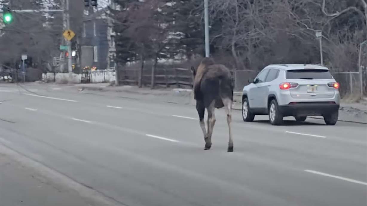 A moose wanders down the street in Anchorage, Alaska, in February.