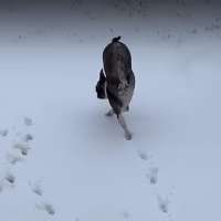 Have You Seen This? Dog uses only two legs to walk in the snow