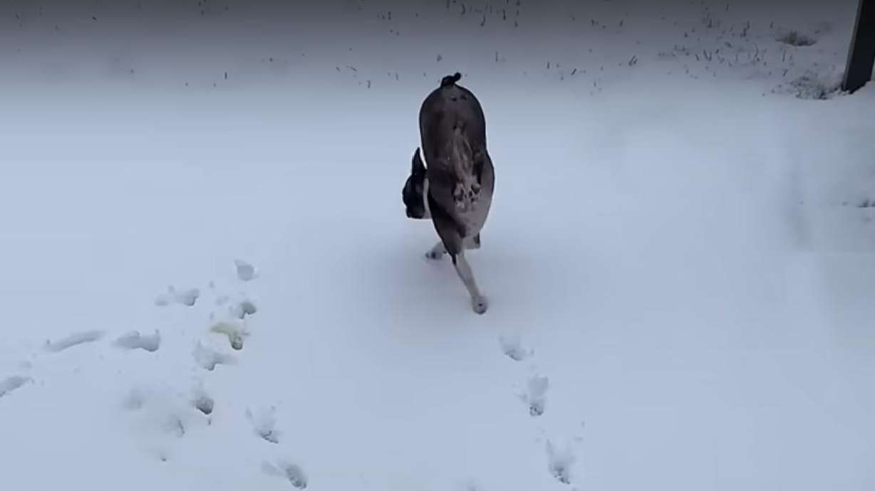 A dog in upstate New York has its own way of walking through the snow.