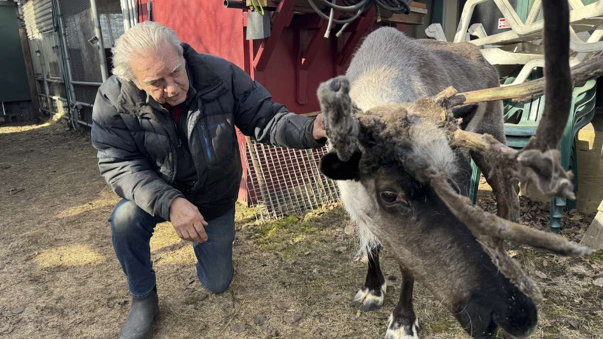 Albert Whitehead spends time with Star, his pet reindeer, in Whitehead's backyard in downtown Anchorage, Alaska, on Wednesday. Star is fighting for his life after falling ill following someone tampering with his pen.
