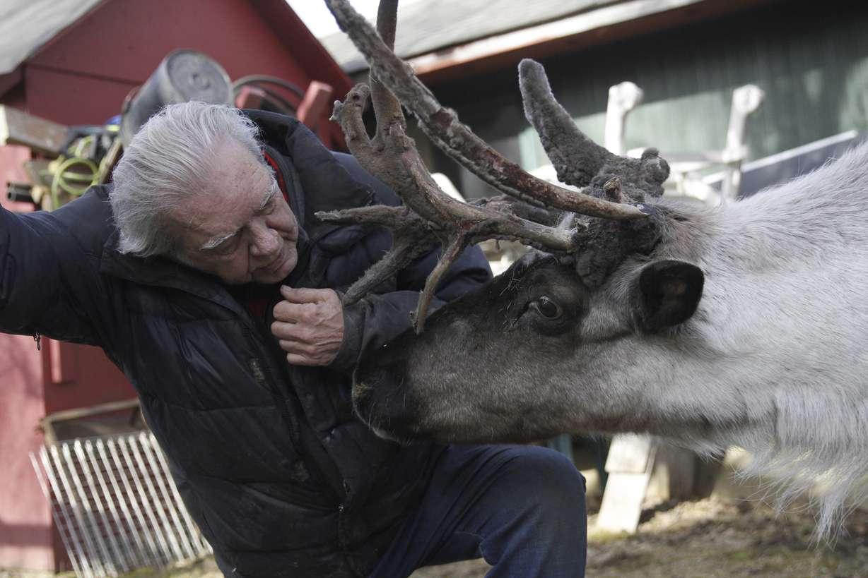 Albert Whitehead spends time with Star, his pet reindeer, outside his pen in downtown Anchorage, Alaska, on Tuesday.