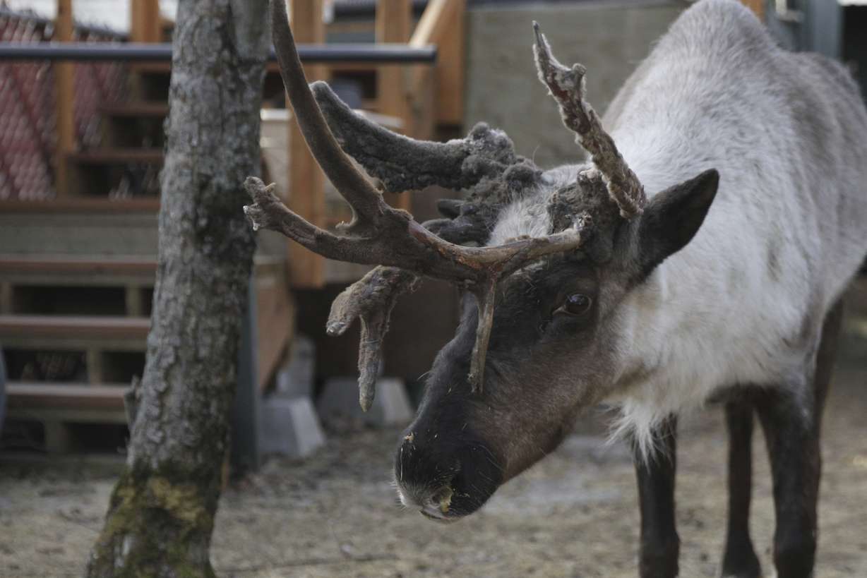 Star, a pet reindeer, is shown in the backyard of his owner Albert Whitehead in downtown Anchorage, Alaska, on Tuesday.