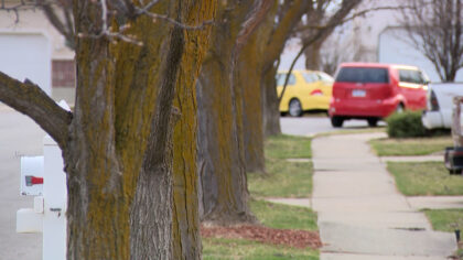 Layton residents push back on tree removal plan, including paying city for half the cost