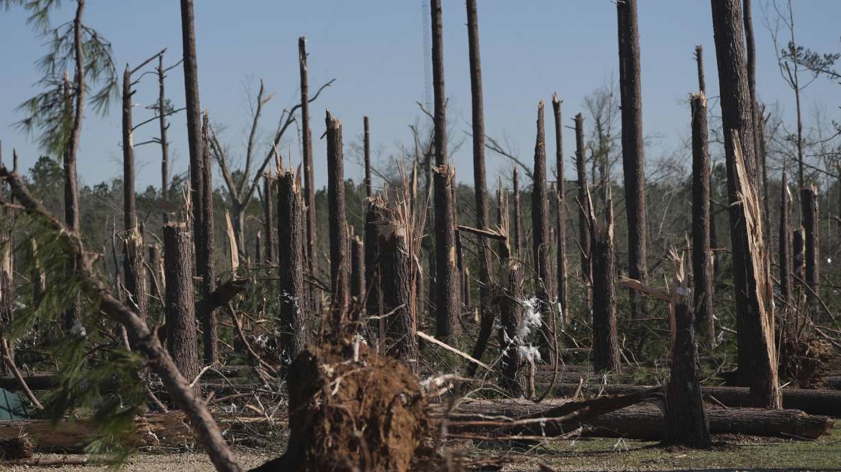 A grove of pine trees were destroyed by Saturday's tornado in Tylertown, Miss., shown on Sunday. Tornadoes, dust storms and wildfires killed more than 40 people across seven states.