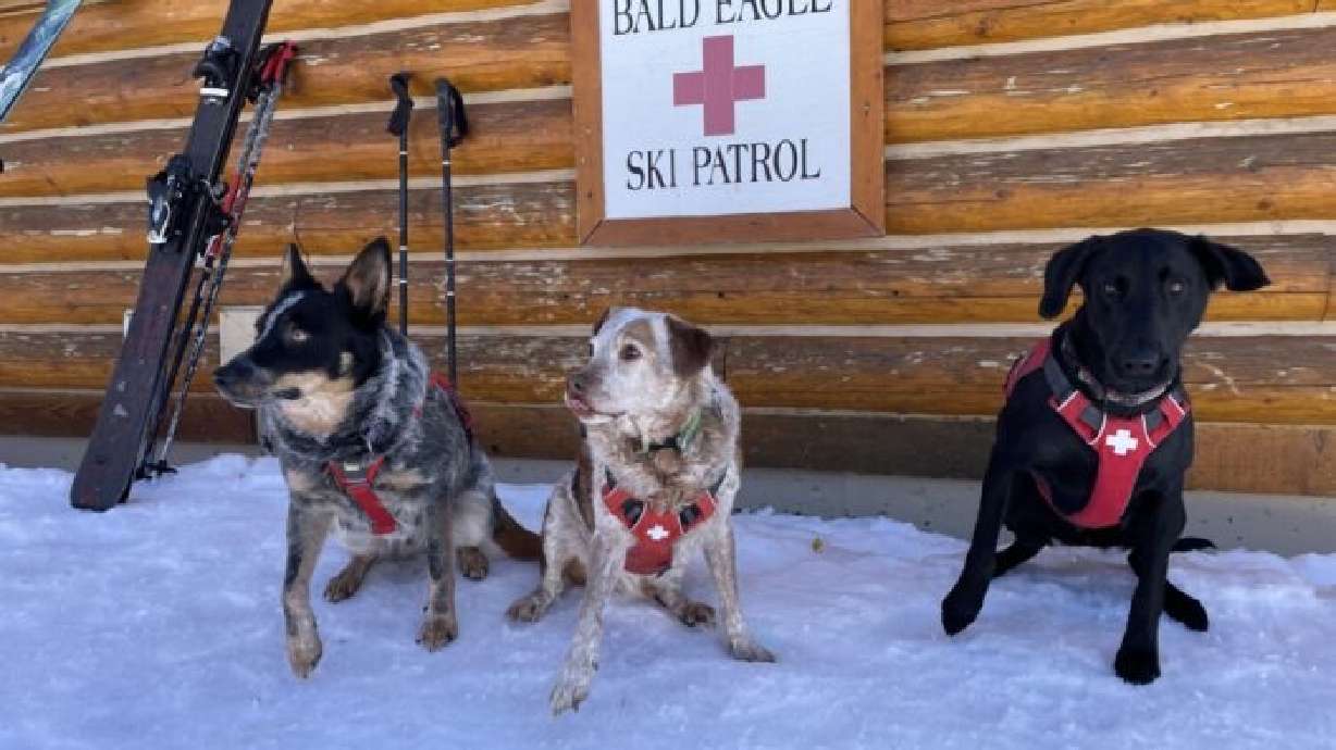 Dogsnow Rescue Snow Squad: Deer Valley Ski Patrol demonstrates avalanche rescue dogs ...