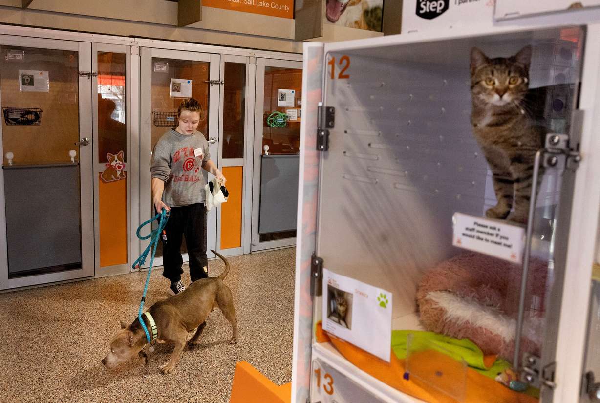 Misty, a 10-year-old female who is good with kids, is pictured with volunteer Grace Wagstaff at Best Friends Animal Society in Salt Lake City on Feb. 12.