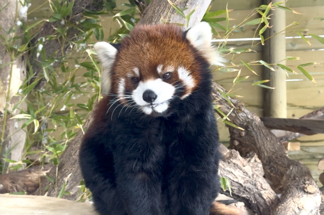 Kiaria the Chinese red panda settles into her new habitat at Utah's Hogle Zoo in Salt Lake City.