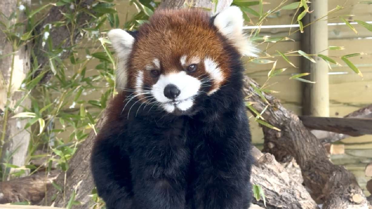 Kiaria, a Chinese red panda at Utah's Hogle Zoo in Salt Lake City, was euthanized on Aug. 14 after suffering from gastrointestinal challenges.