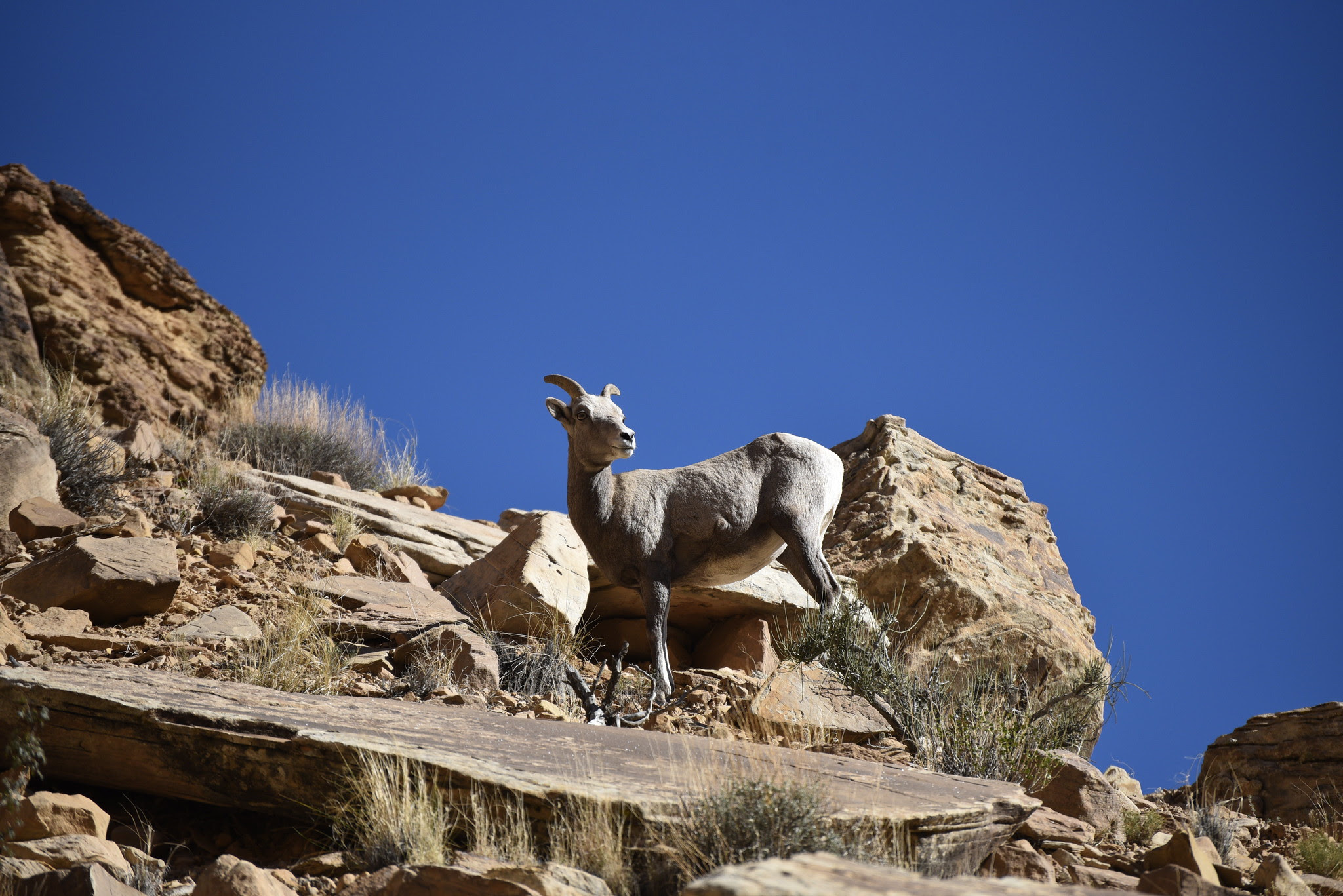 Why feds are asking people to avoid these popular Utah climbing spots, for now