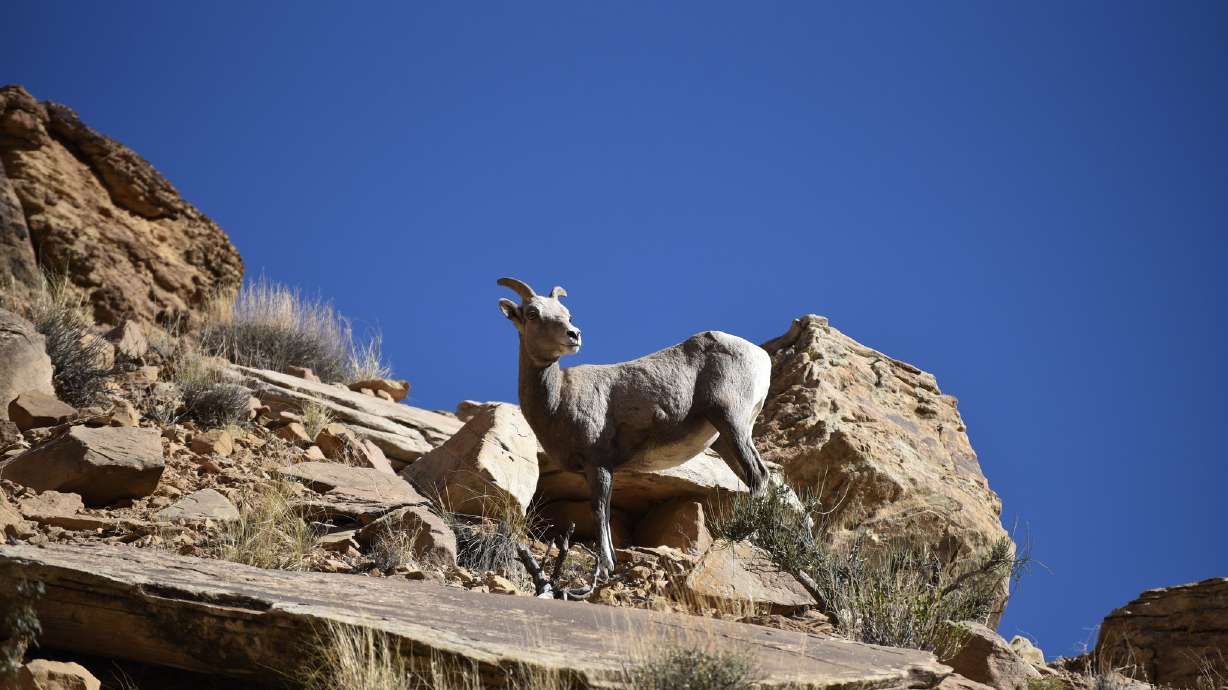 A bighorn sheep ewe perched on a rocky slope. Federal land managers are asking rock climbers to avoid Long Canyon near Moab for most of the spring to help bighorn sheep during a "critical" time in their reproductive cycle.