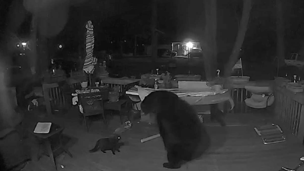 A house cat squares up against a black bear at a home in the Poconos Mountains, in Pennsylvania.