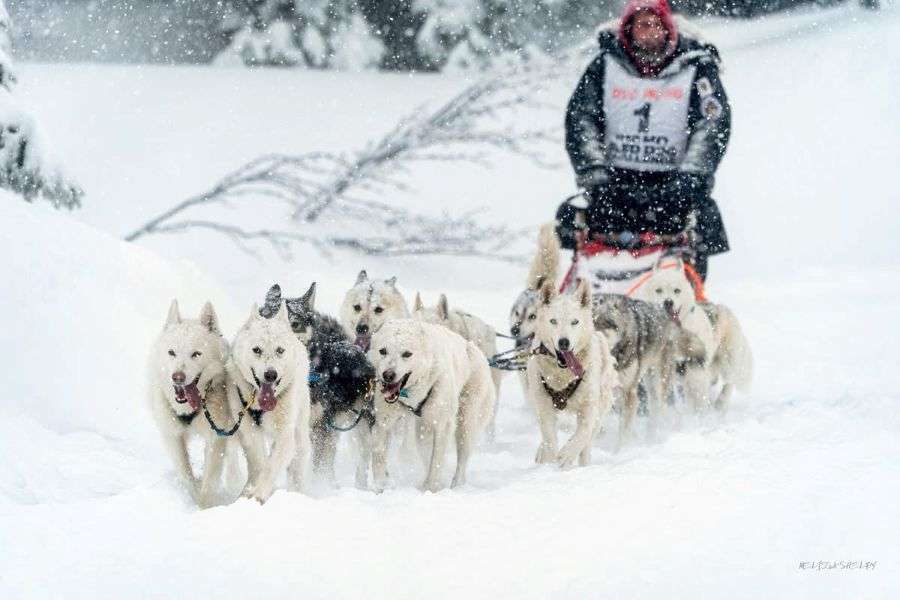 Michael Tarver and his sled dog team in competition.