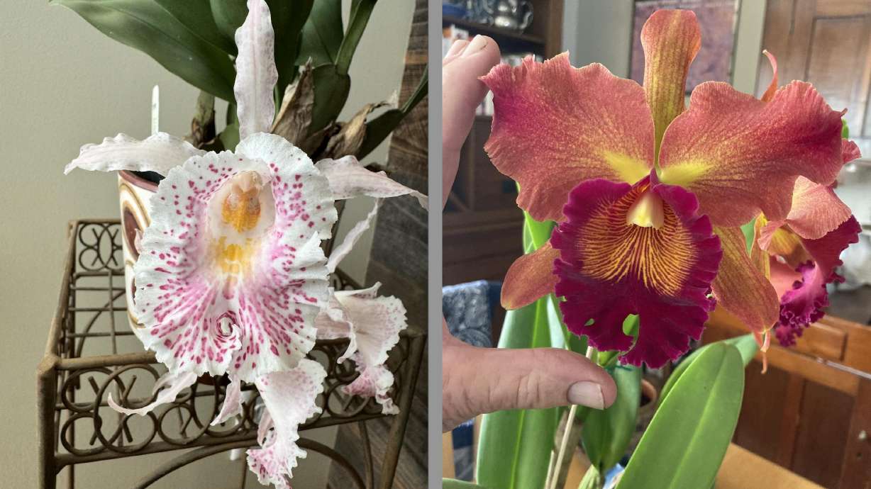 Markus Ehrlich bought his first orchid more than 30 years ago because the flowers fascinated him. Now, he takes care of hundreds of them.