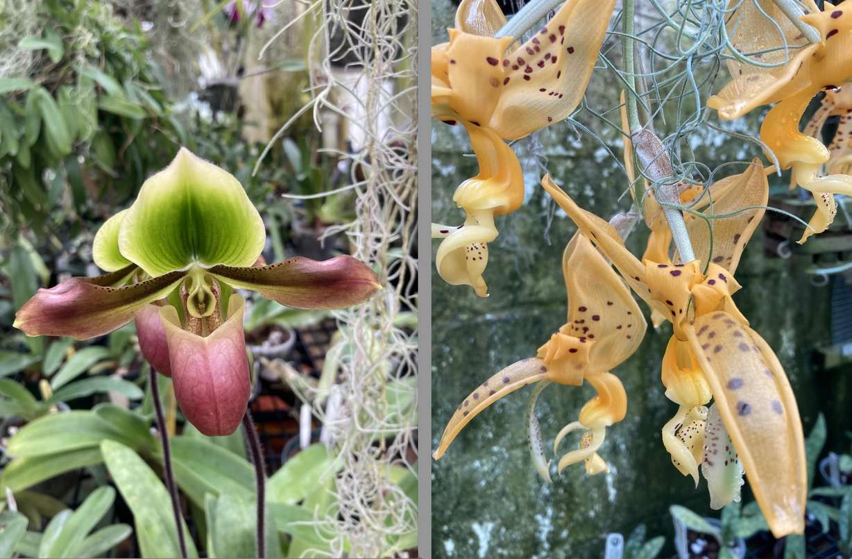 Markus Ehrlich bought his first orchid more than 30 years ago because the flowers fascinated him. Now, he takes care of hundreds of them.