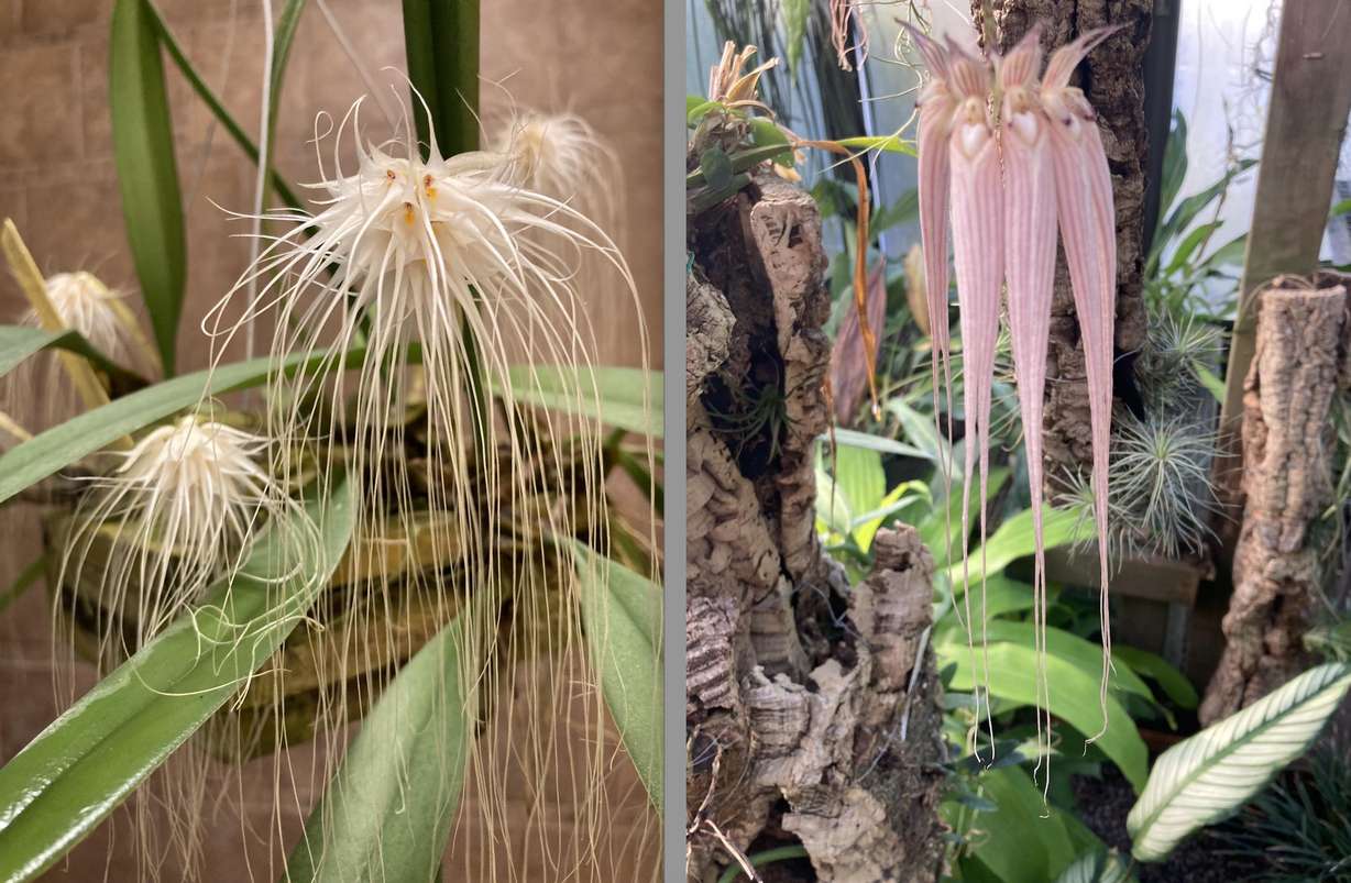 Markus Ehrlich bought his first orchid more than 30 years ago because the flowers fascinated him. Now, he takes care of hundreds of them.