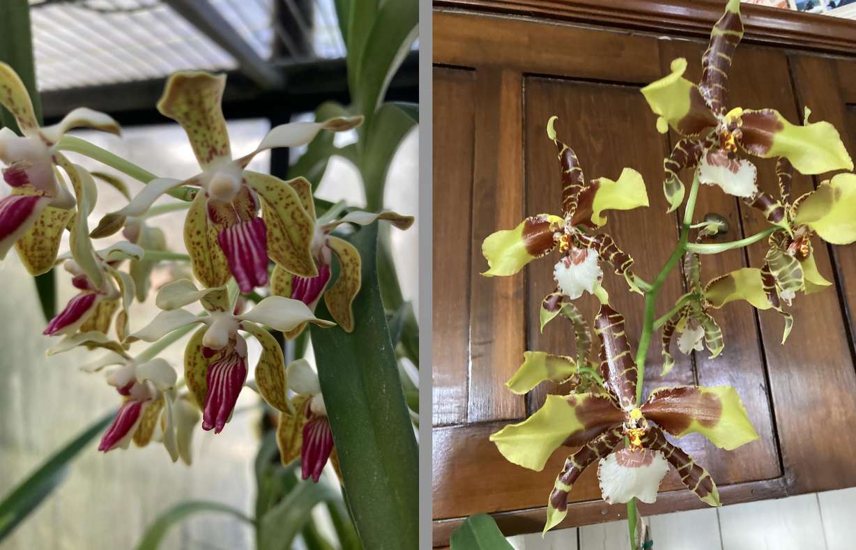 Markus Ehrlich bought his first orchid more than 30 years ago because the flowers fascinated him. Now, he takes care of hundreds of them.