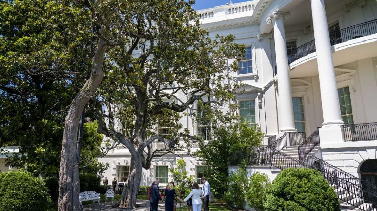 The magnolia planted on the South Lawn of the White House by President Andrew Jackson is seen at left as President Joe Biden, from left, and others stand near a newly planted magnolia tree on May 30, 2022. The historic tree is set to be cut down.