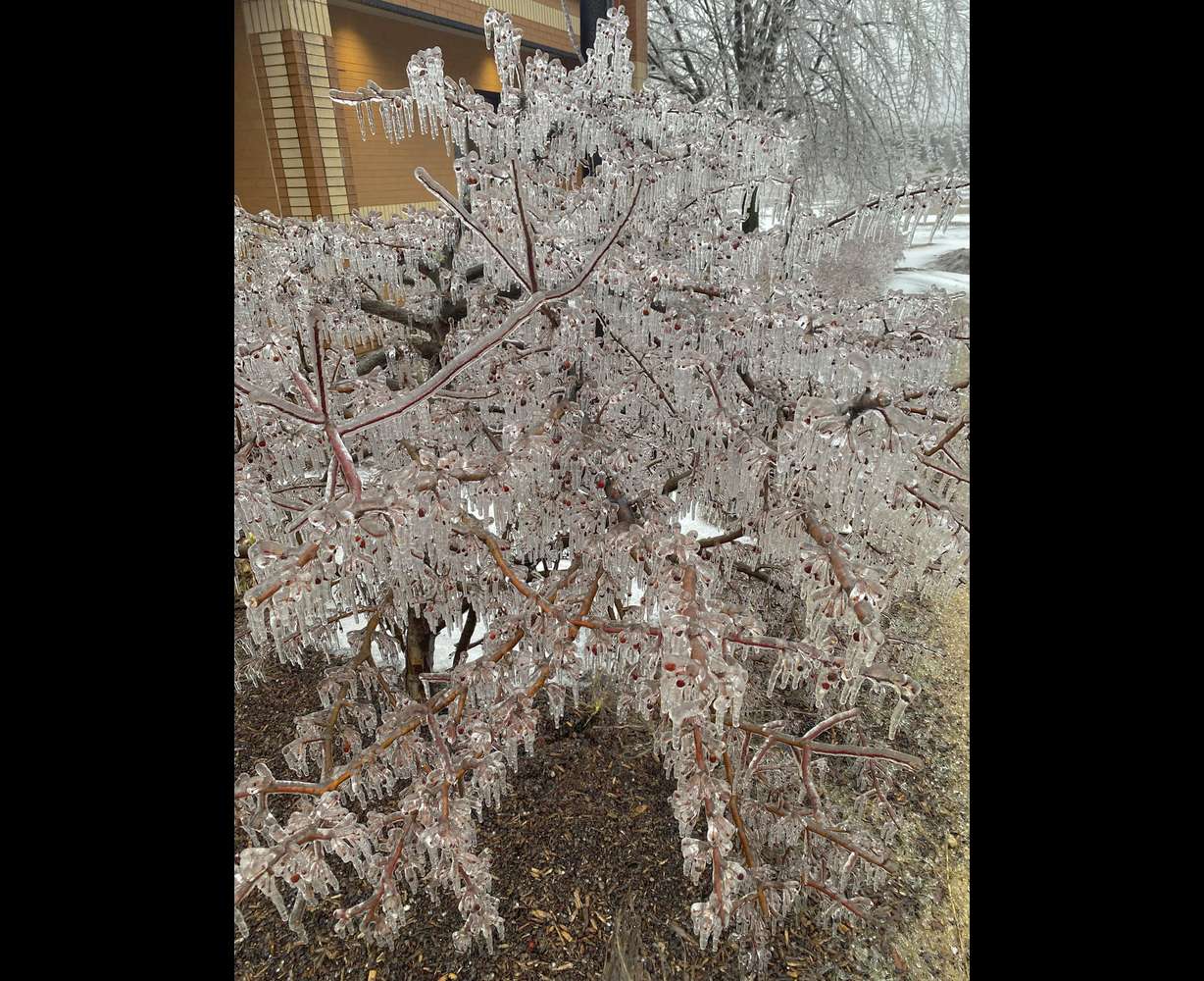 A bush is coated with thick ice outside the National Weather Service office in Gaylord, Mich., Sunday, after freezing rain caused thousands of power outages in the region.