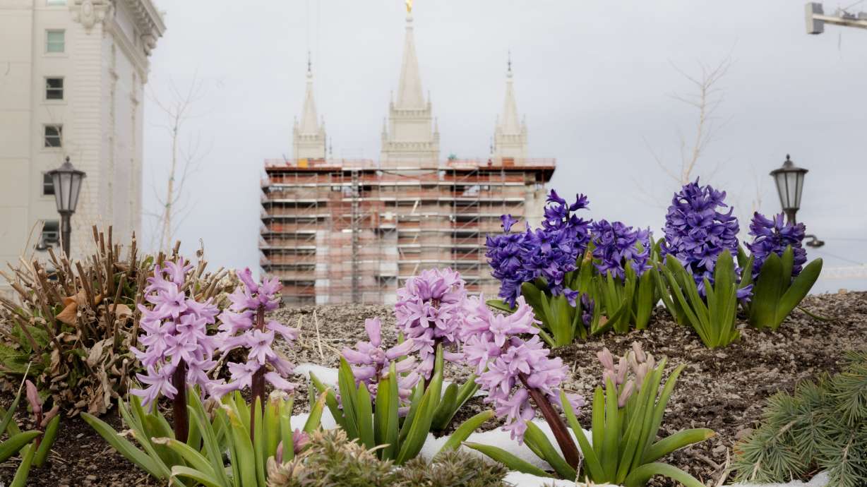 Spring blooming plants appear on the grounds of the Salt Lake Temple in Salt Lake City on March 20. General conference of The Church of Jesus Christ of Latter-day Saints is this weekend.