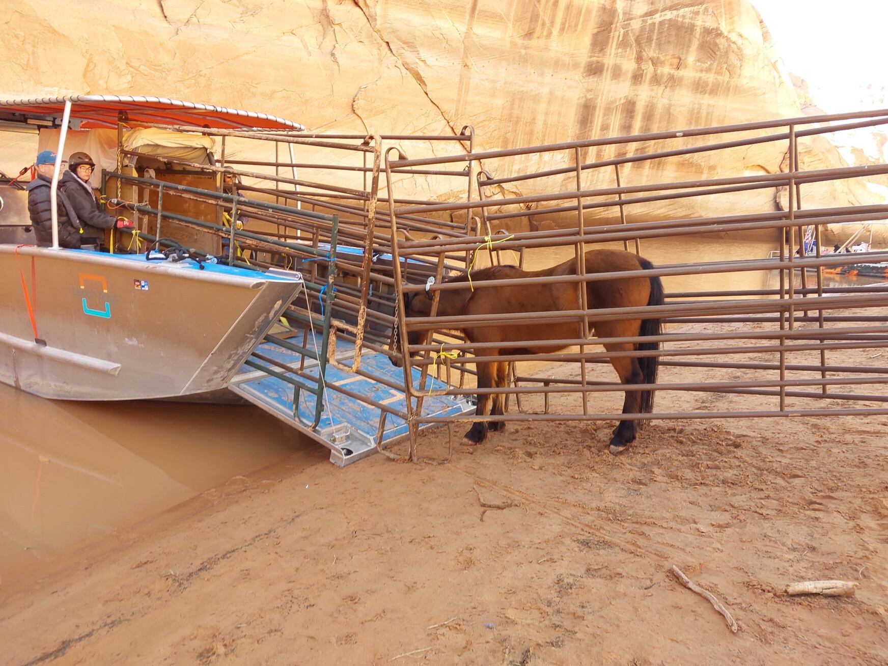 Solo is rescued at Lake Powell earlier this year. Solo, like another horse named Emma, were stranded at Lake Powell and were rescued two years apart in long boat journeys that eventually led to them being placed at Best Friends Animal Sanctuary in Kanab.