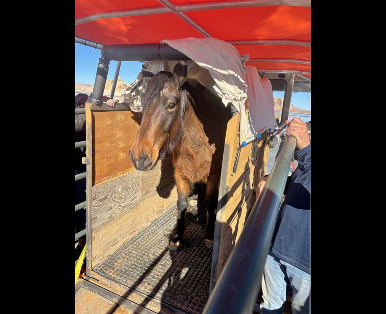 Solo is rescued at Lake Powell earlier this year. Solo, like another horse named Emma, was stranded at Lake Powell and rescued in a long boat journey that eventually led to her being placed at Best Friends Animal Sanctuary in Kanab.