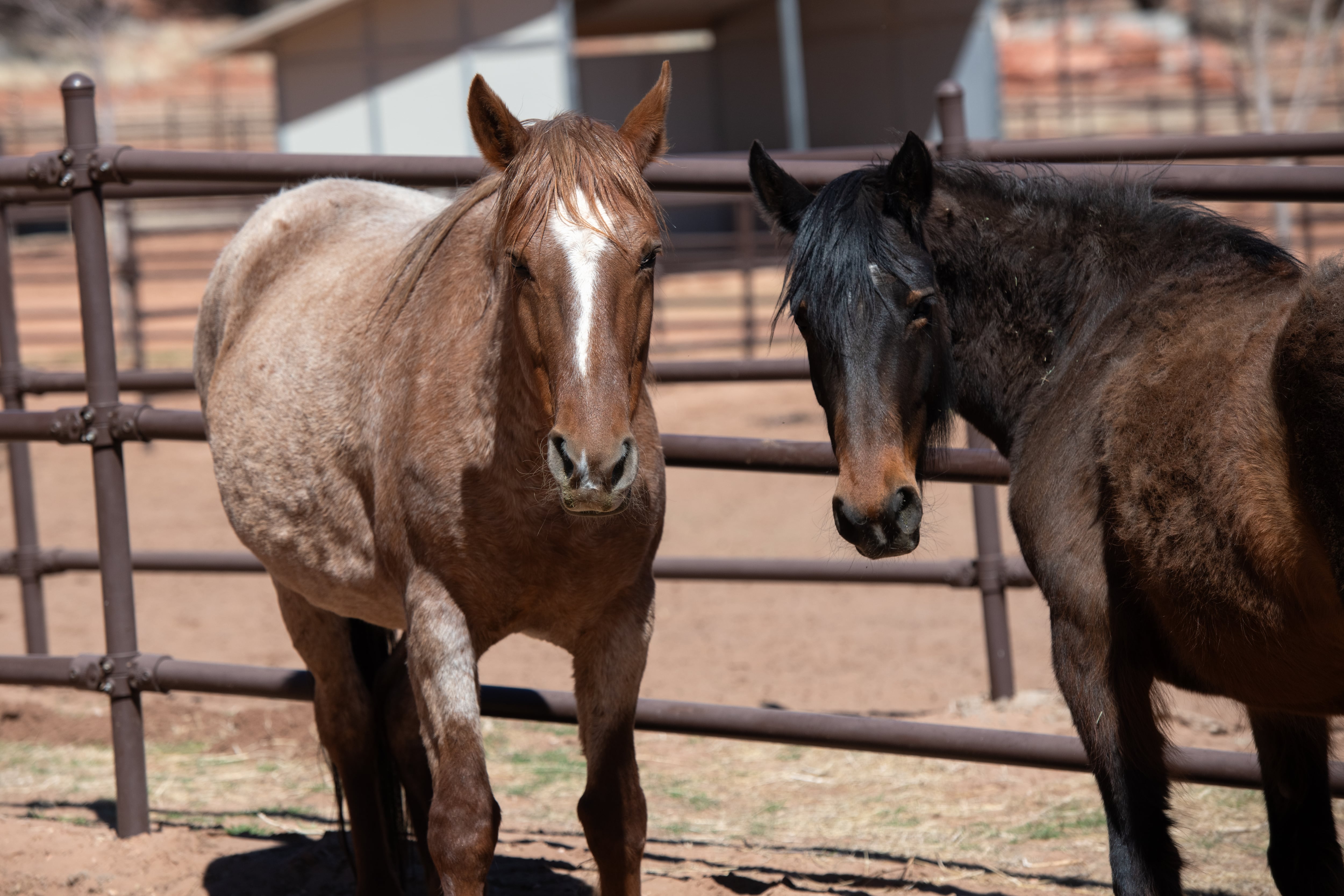 Solo, right, and Emma, left, were both stranded at Lake Powell and were rescued two years apart in long boat journeys that eventually led to them being placed at Best Friends Animal Sanctuary in Kanab.