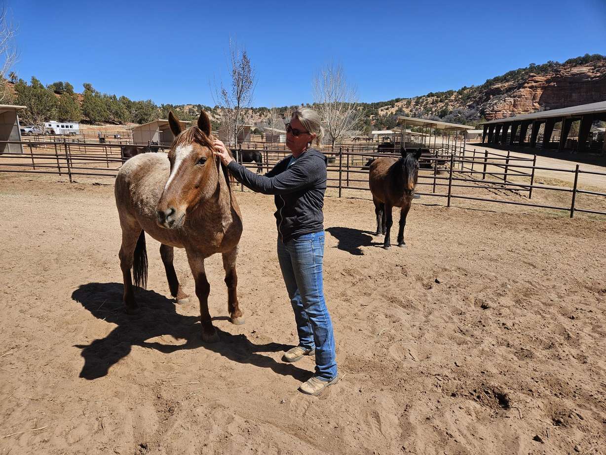 Solo, right, and Emma, left, were both stranded at Lake Powell and were rescued two years apart in long boat journeys that eventually led to them being placed at Best Friends Animal Sanctuary in Kanab.