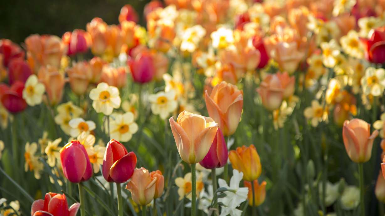 This year's Tulip Festival will feature 900,000 flowers, the largest set of blooms in the event's history.