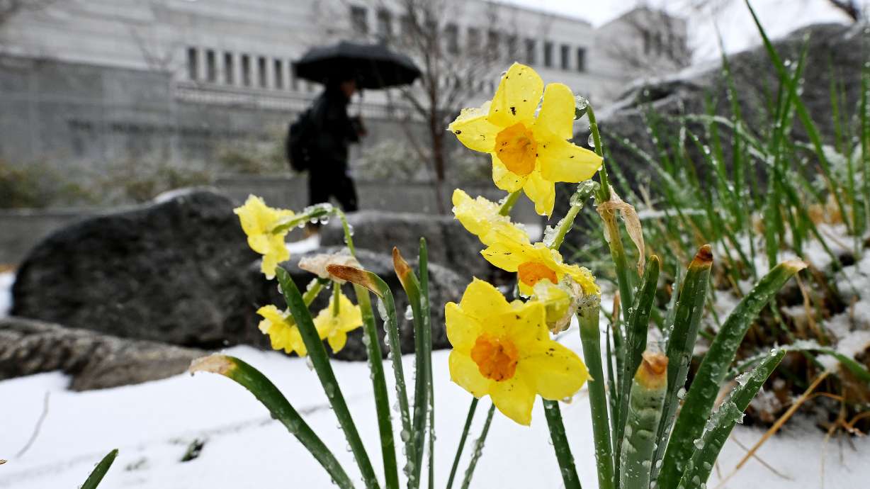 Daffodils and snow outside the Conference Center in Salt Lake City on Tuesday.