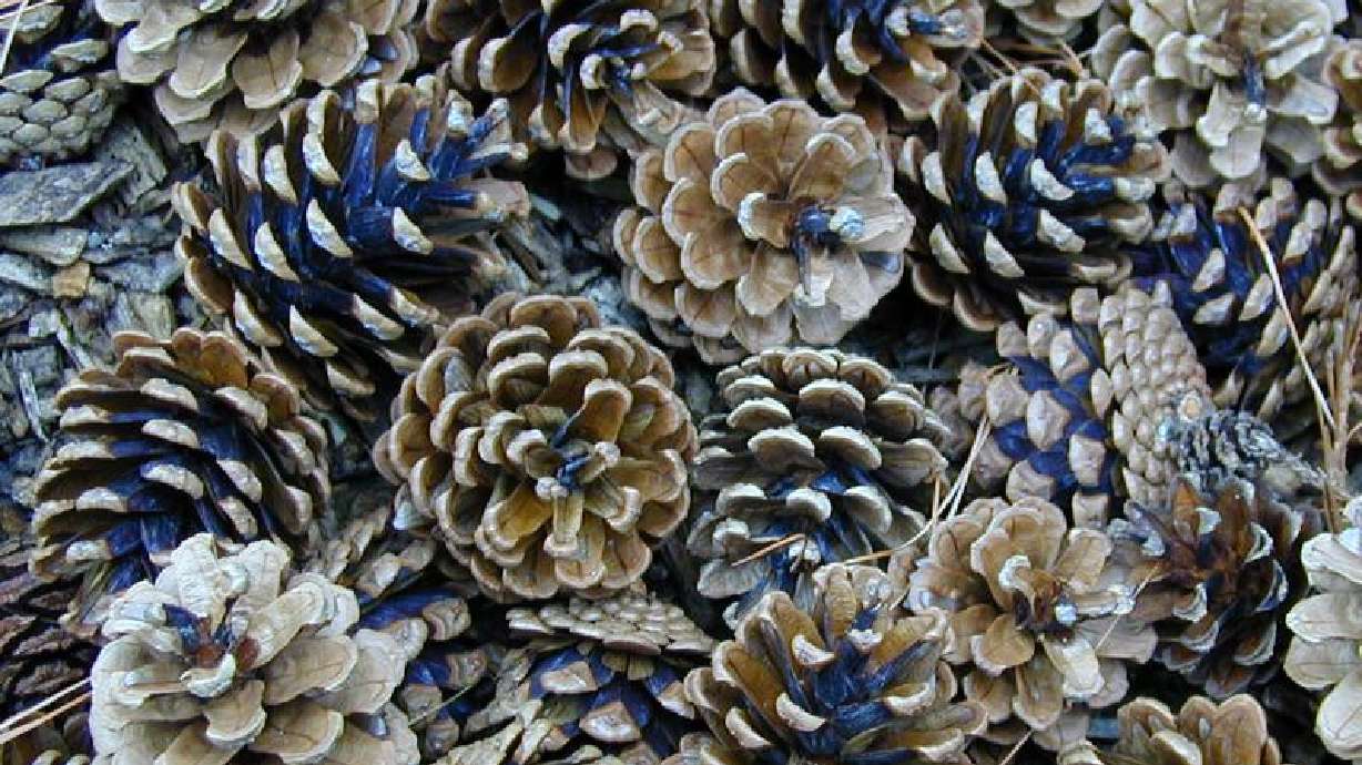 Studio 5 begins ‘Christmas Challenge' with pinecones