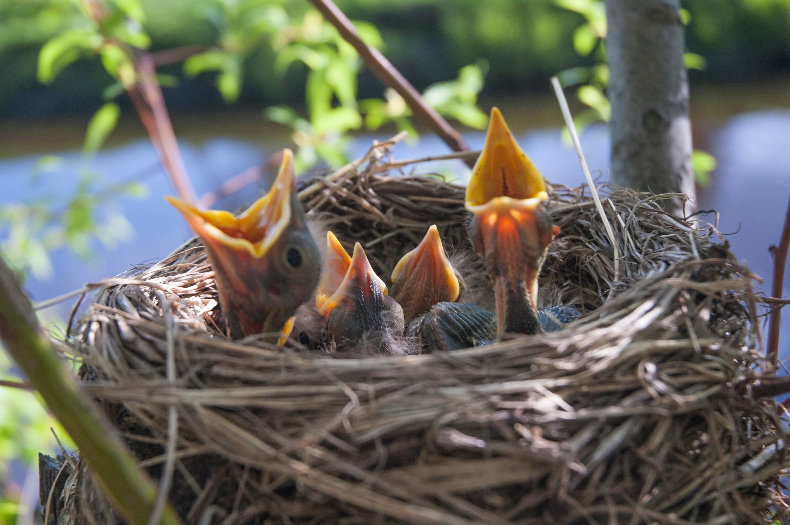 If you find a baby bird, like these baby robins, on the ground, there are a few things you should do, per the DWR.