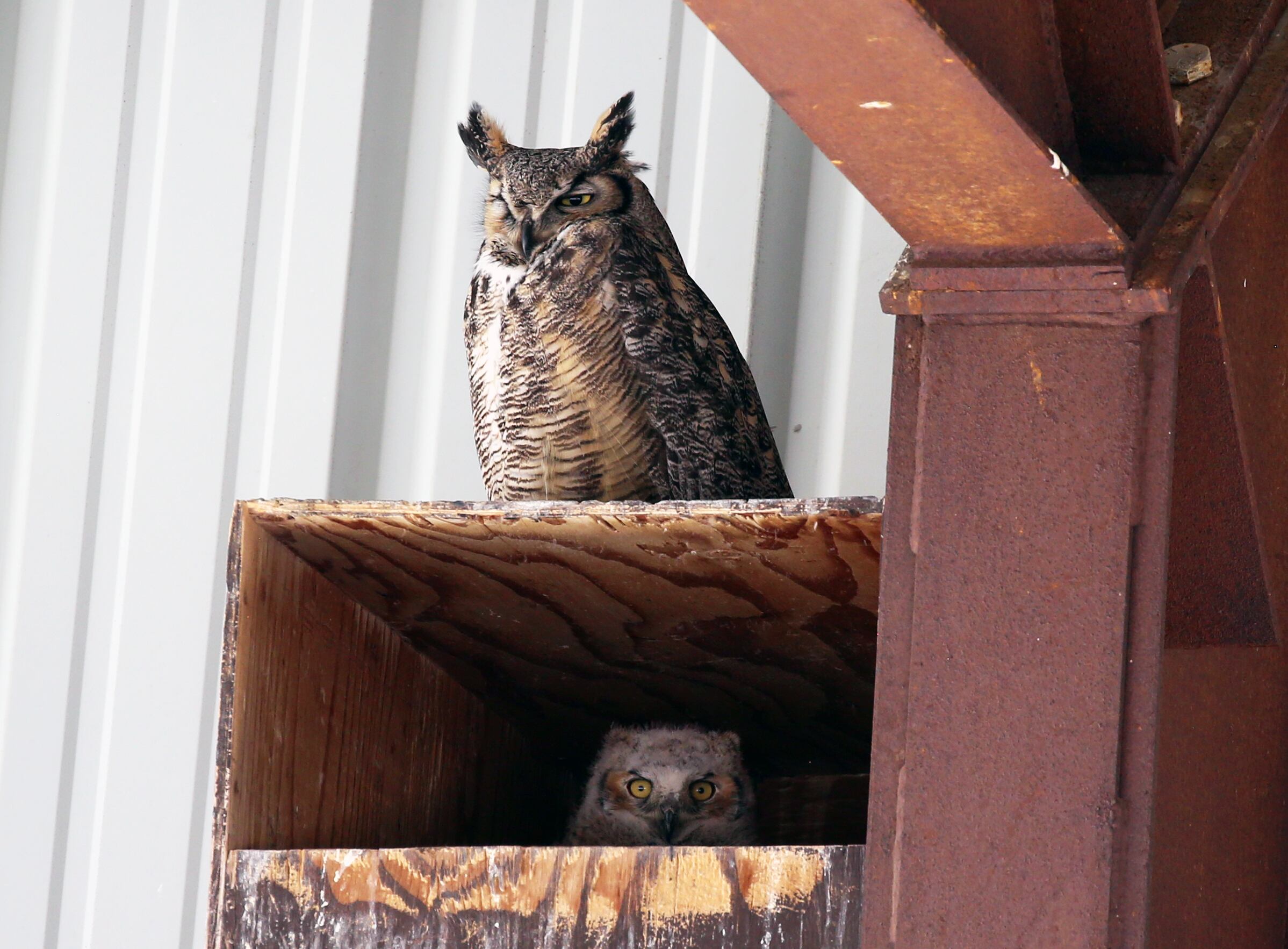 An owl and its baby are seen on a perch.