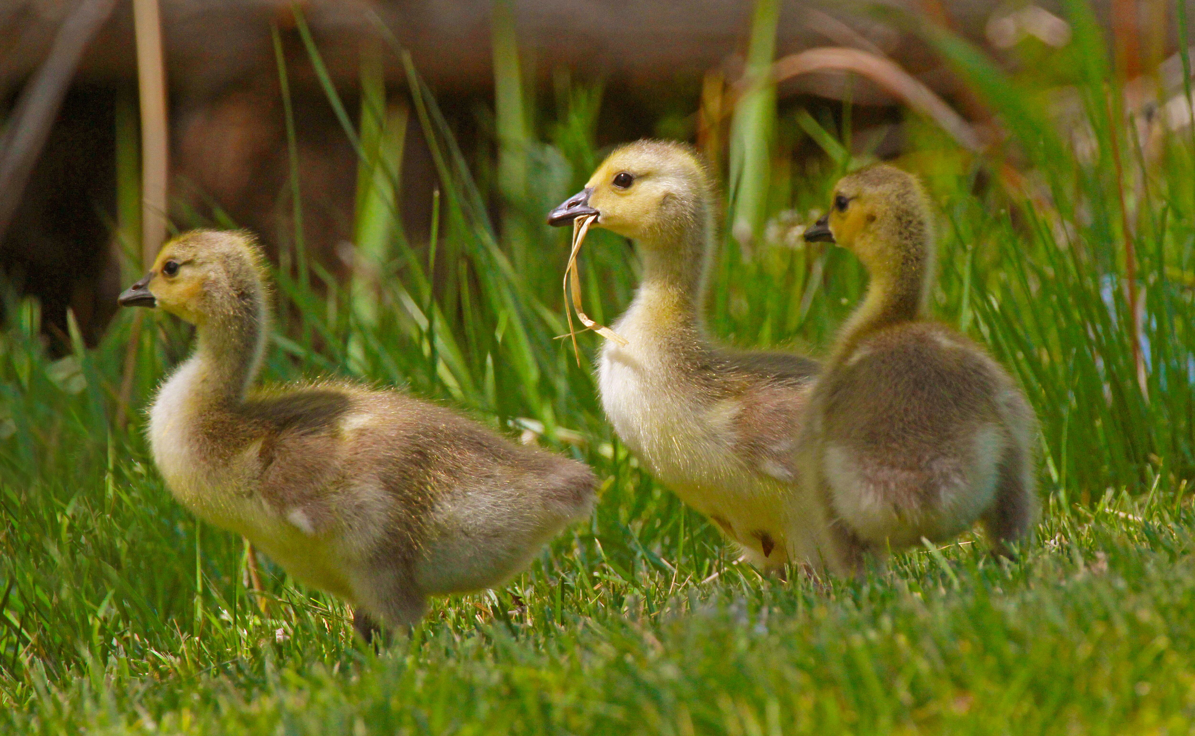 Baby ducks.