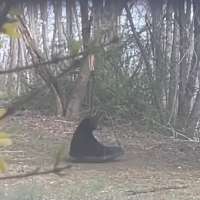 Have You Seen This? Bear plays on swing, scared off by man in bear costume