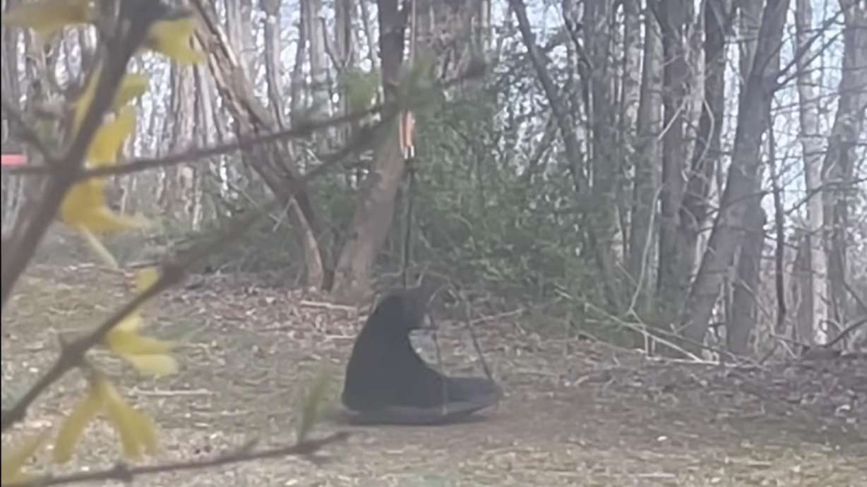 Black bear plays on backyard swing in Asheville, North Carolina.