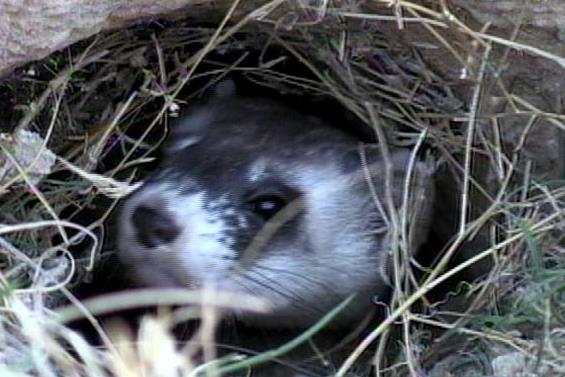 Utah ferret colony being used in medical trial
