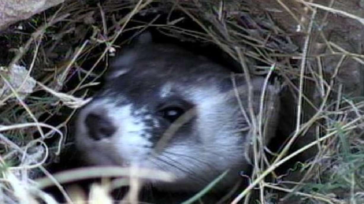 Utah ferret colony being used in medical trial