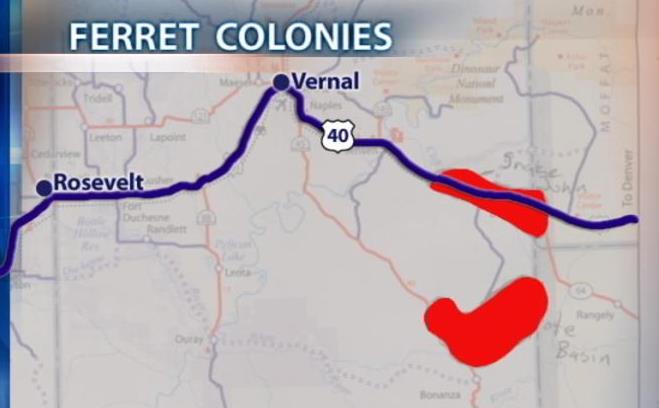 Utah ferret colony being used in medical trial