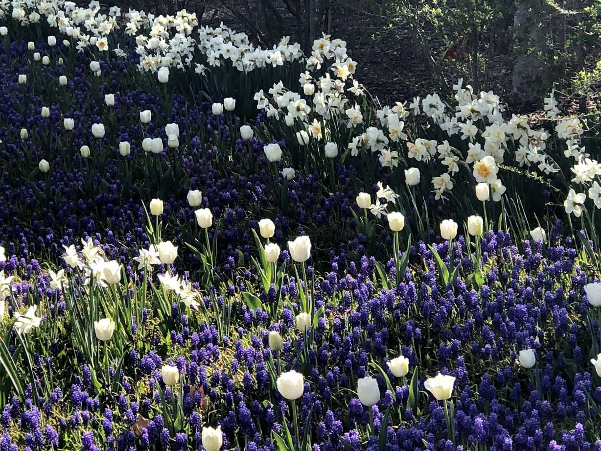 The best places to see spectacular spring flowers in Utah Valley