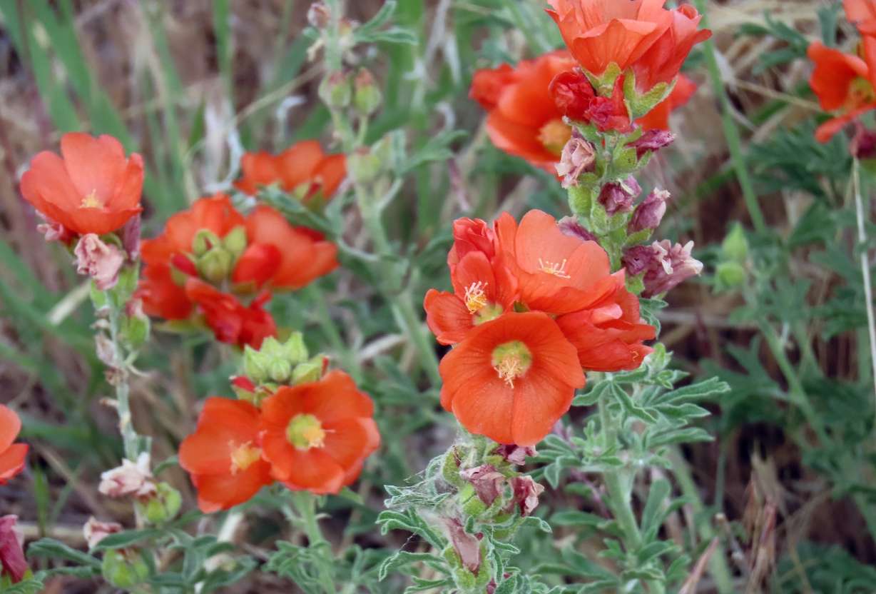 The best places to see spectacular spring flowers in Utah Valley