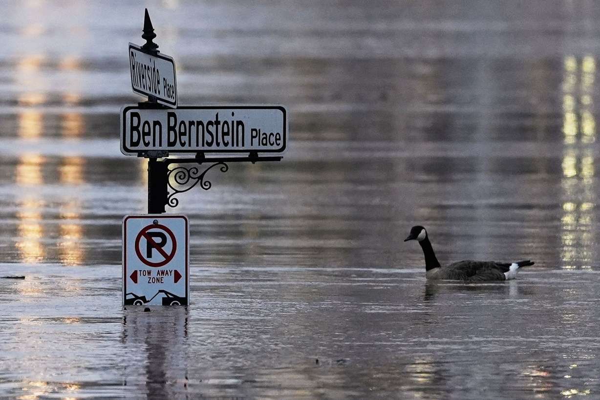 A Canadian goose swims in the rising Ohio River at the intersection of River Riverside Place and Ben Bernstein Place, Sunday, in Covington, Kentucky, across the river from Cincinnati.