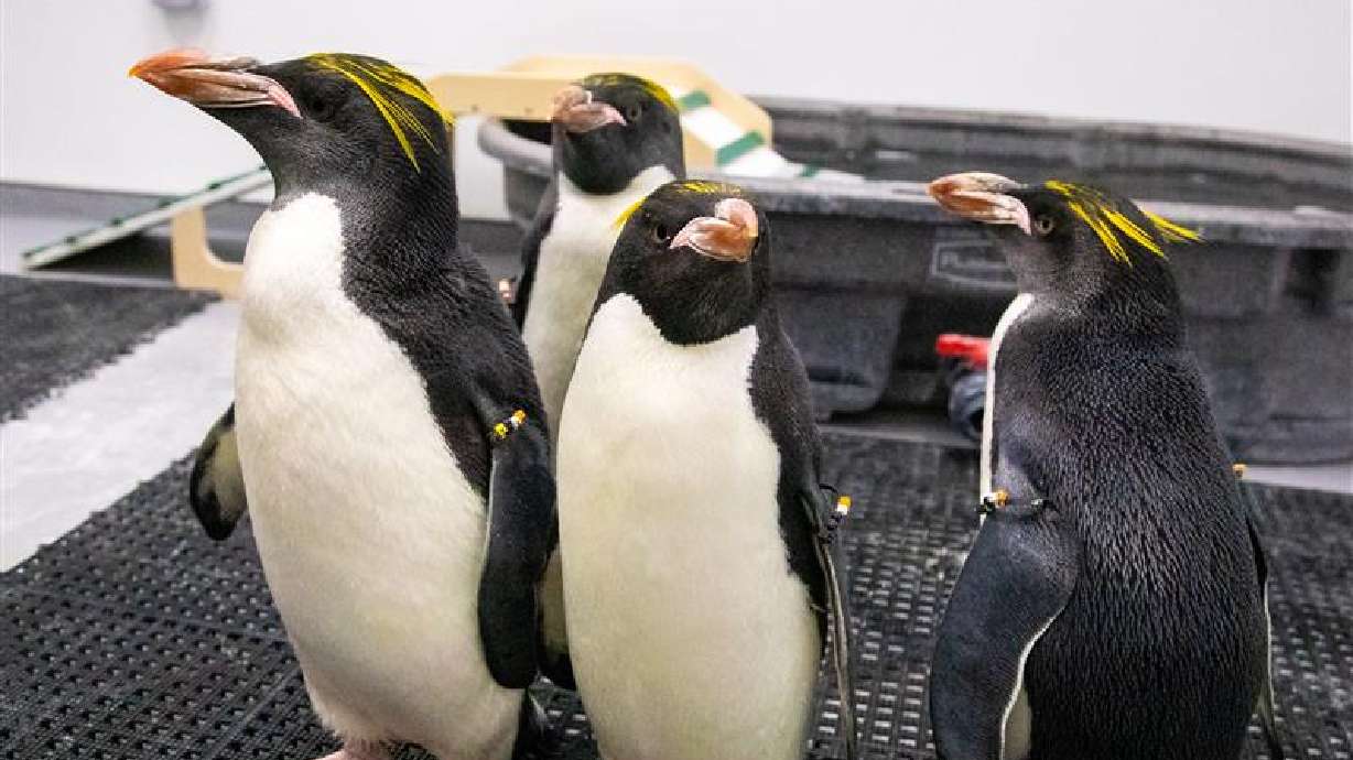 The Loveland Living Planet Aquarium welcomed four macaroni penguins to its resident colony Monday.