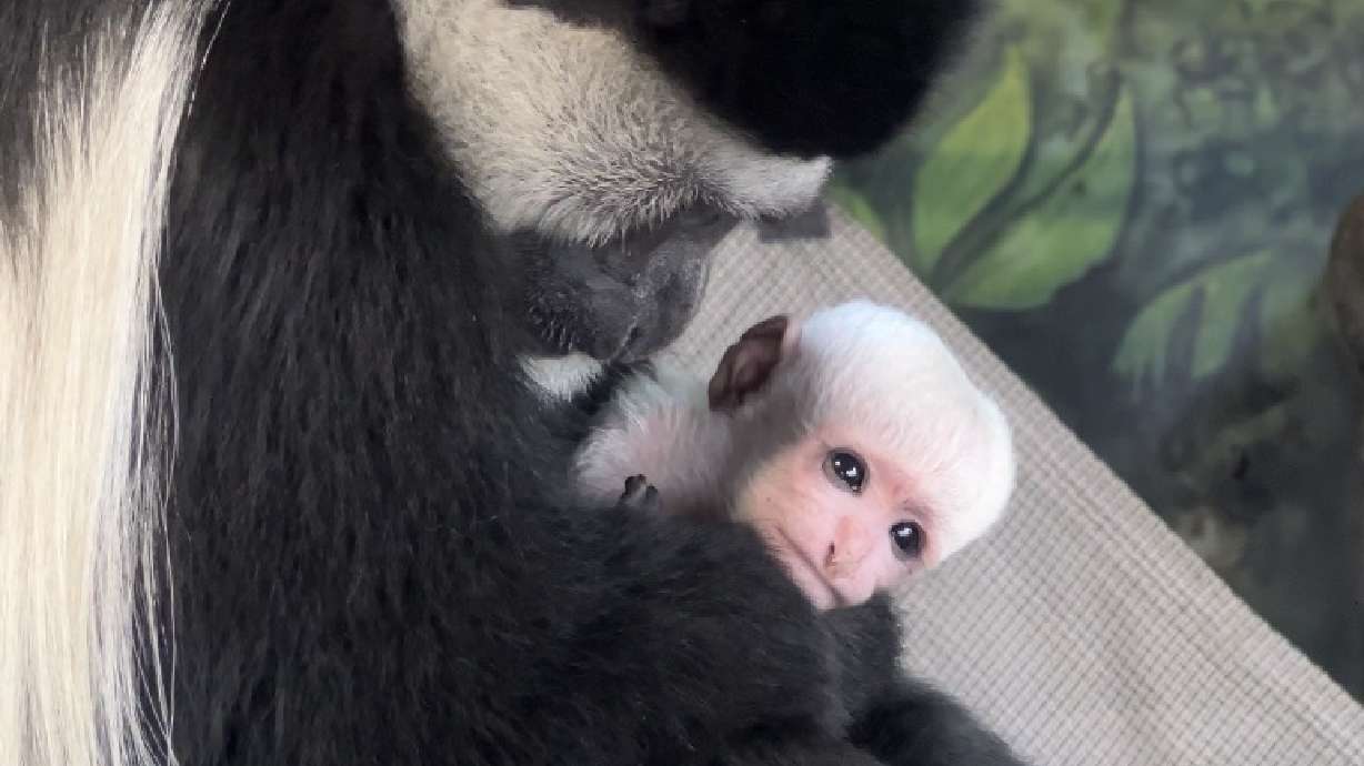 The youngest and newest resident of Utah's Hogle Zoo is a white, fuzzy colobus monkey, born on March 30.