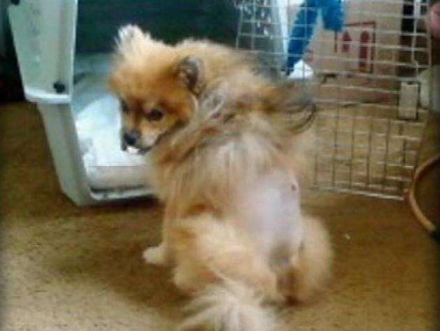 Man accused of shooting neighbor's dog pleads not guilty