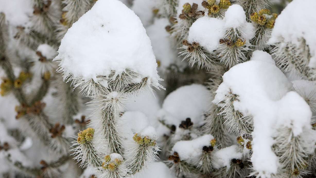 Snow Leopard Cholla is covered in snow after a spring storm at Red Butte Garden in Salt Lake City on April 1. An early melt of snow at lower and mid-level elevations will bring a runoff in the coming months with little threat of flooding.