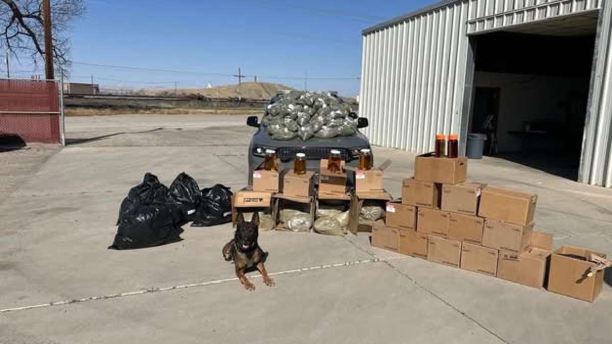 The Emery County Sheriff's Office and police K-9 'Dak' on Thursday discovered more than 1,200 pounds of marijuana and THC products in a trailer that was pulled over for allegedly having an expired registration.