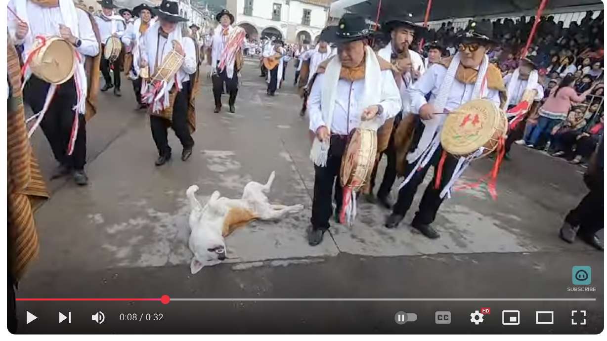 Apparently, the presence of a dozing dog gets a parade going.