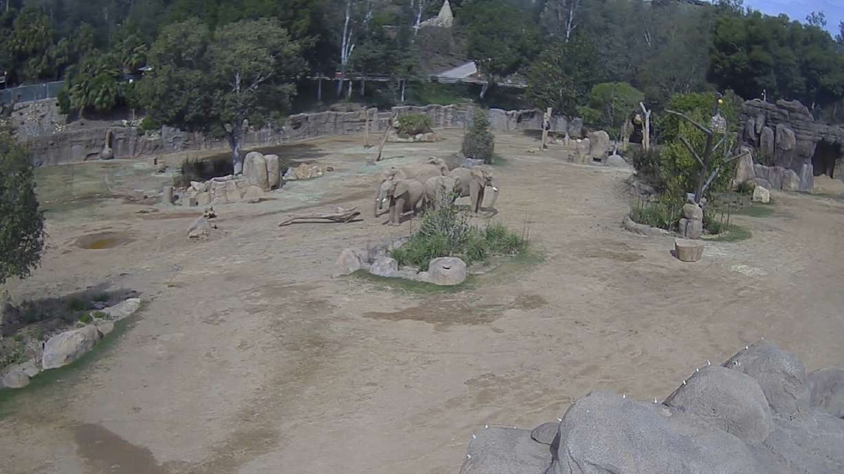 A herd of elephants form a circle to shield the two calves during an earthquake Monday at the San Diego Zoo Safari Park in Escondido, Calif.
