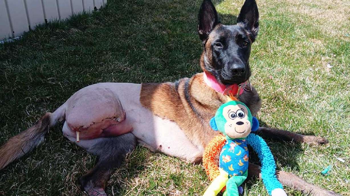 Duchess, a 2-year-old Belgian Malinois support animal, was shot in the leg on April 7, leading to an amputation.
