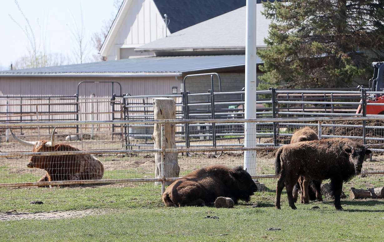A Texas longhorn and buffalo are pictured in Salt Lake County on Monday. The unincorporated Granite area is requesting a feasibility study to see if it can incorporate.